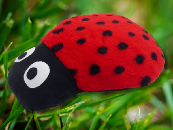 Teddy Druck Marienkäfer